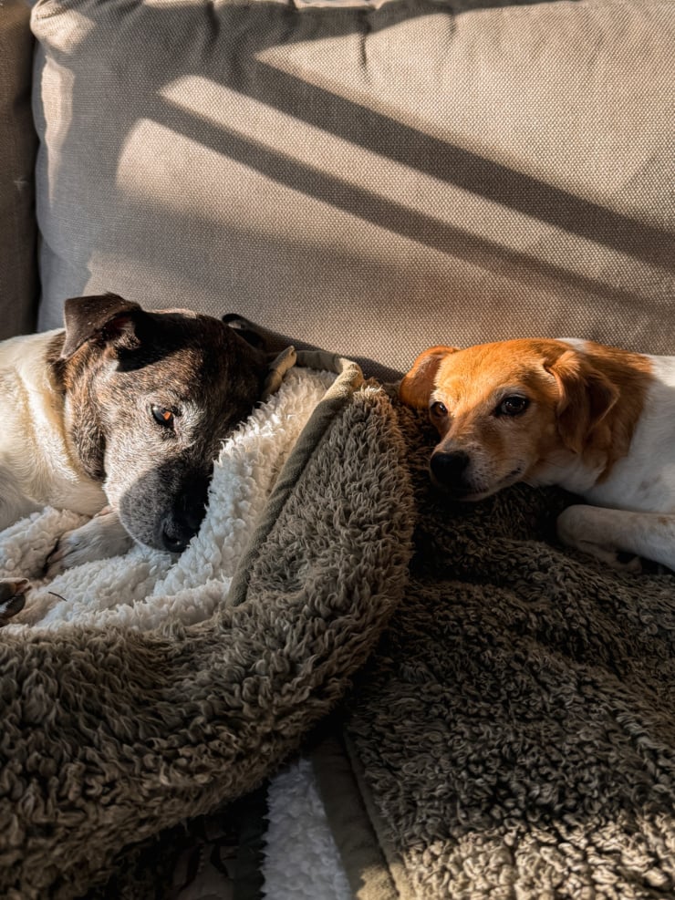 Two dogs, one dark-brindle and one tan-and-white, cuddled nose-to-nose on a sherpa blanket, with warm stripes of sunlight falling across the couch cushion behind them.
