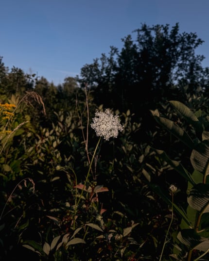 A single Queen Anne's lace flower glowing white in a shaft of evening sunlight, surrounded by dark shadowed greenery and a blue sky above the treeline.