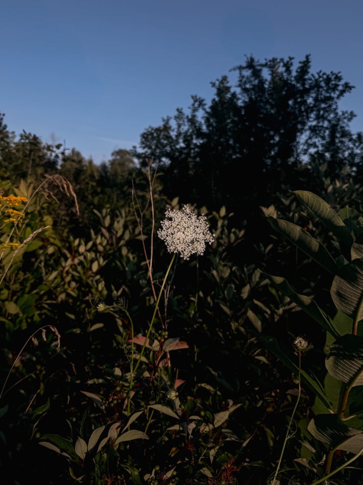 A single Queen Anne's lace flower glowing white in a shaft of evening sunlight, surrounded by dark shadowed greenery and a blue sky above the treeline.