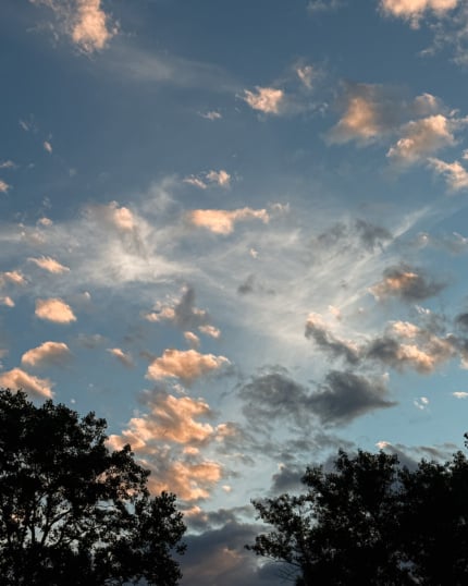 A blue evening sky scattered with pink and orange-tinted clouds, framed by dark silhouetted treetops along the bottom edge.