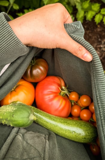 Overhead view of a hand holding open the bottom of a gray sweatshirt to reveal a harvest of heirloom tomatoes, orange cherry tomatoes, a cucumber, and a zucchini nestled inside.