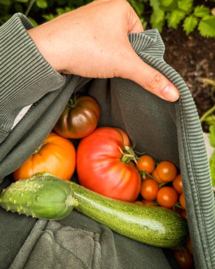 Overhead view of a hand holding open the bottom of a gray sweatshirt to reveal a harvest of heirloom tomatoes, orange cherry tomatoes, a cucumber, and a zucchini nestled inside.