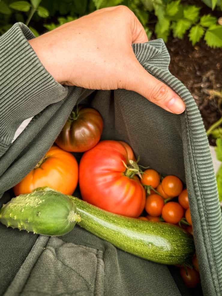 Overhead view of a hand holding open the bottom of a gray sweatshirt to reveal a harvest of heirloom tomatoes, orange cherry tomatoes, a cucumber, and a zucchini nestled inside.
