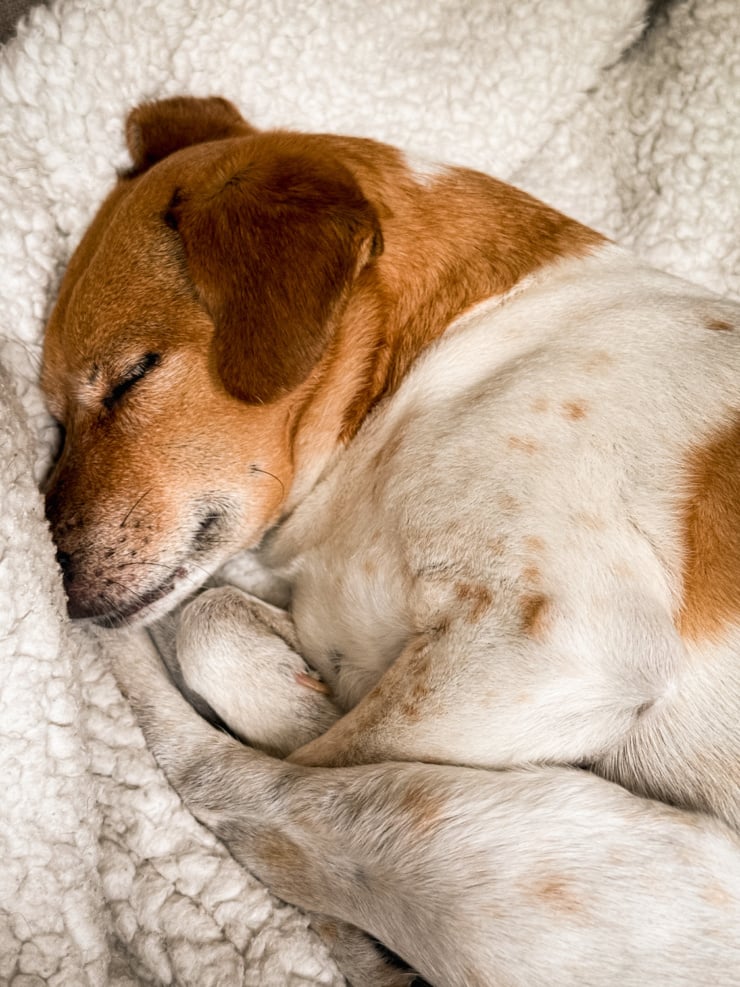 Close-up of a sleeping brown and white dog curled up on a sherpa blanket, paws tucked near her chin.