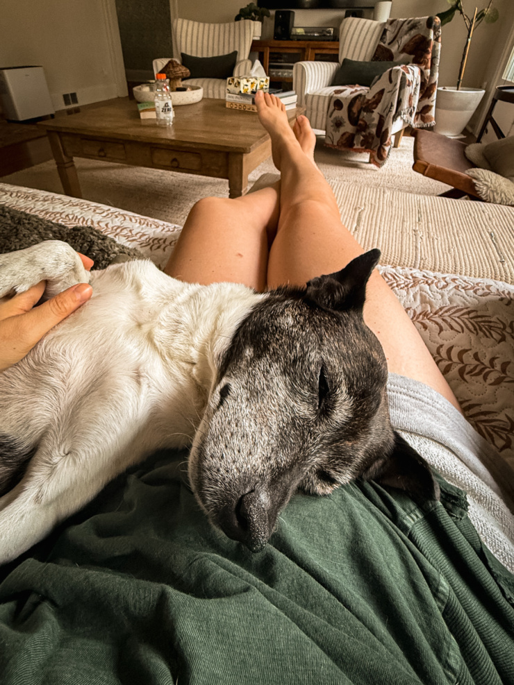 A person's bare legs propped up on a couch cushion while a gray-muzzled black and white dog rests its head on their lap in a sunlit living room.