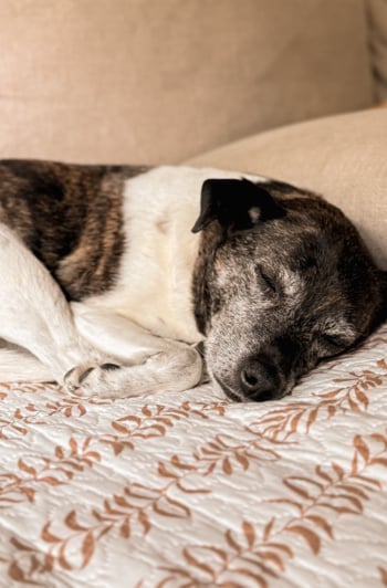 A brindle and white dog sleeping curled up on a couch cushion with a leaf-patterned throw.