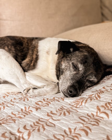 A brindle and white dog sleeping curled up on a couch cushion with a leaf-patterned throw.