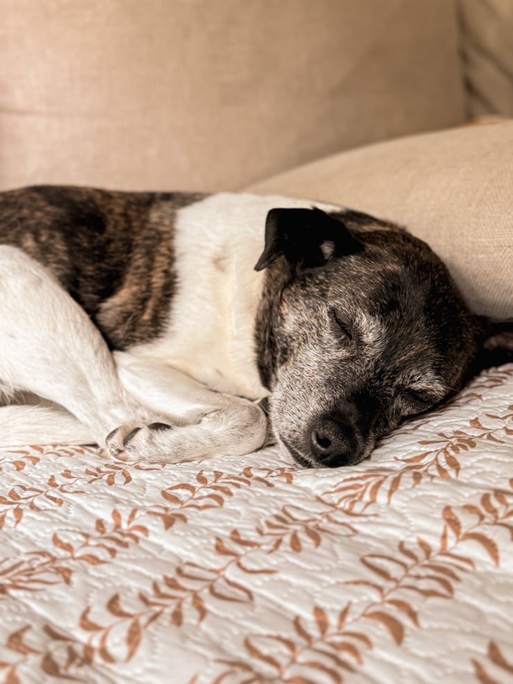 A brindle and white dog sleeping curled up on a couch cushion with a leaf-patterned throw.