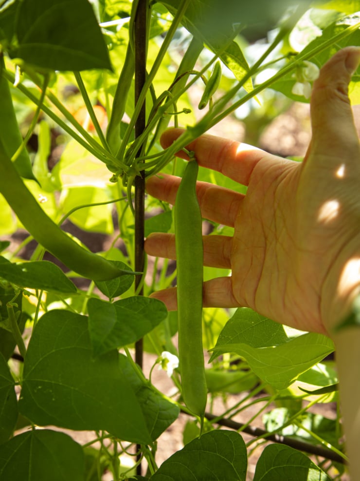A head-on, up close shot shows a hand holding a romano bean, growing on the vine. The sun is peaking through the thicket of vines in the top right corner.