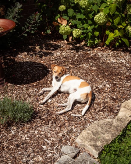 Mickie, a chihuahua whippet mix dog, is laying in the mulched bed of a perennial garden that features lavender, smoke bush, hydrangeas, and a bird bath. She looks very sleepy and is enjoying the bright sunlight.