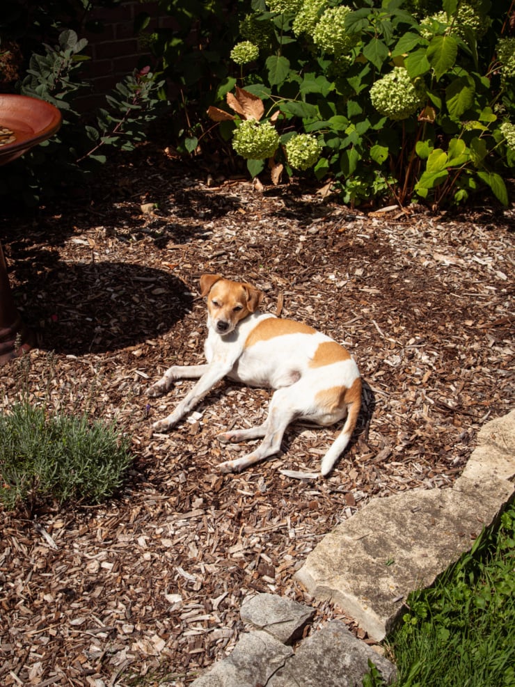 Mickie, a chihuahua whippet mix dog, is laying in the mulched bed of a perennial garden that features lavender, smoke bush, hydrangeas, and a bird bath. She looks very sleepy and is enjoying the bright sunlight.