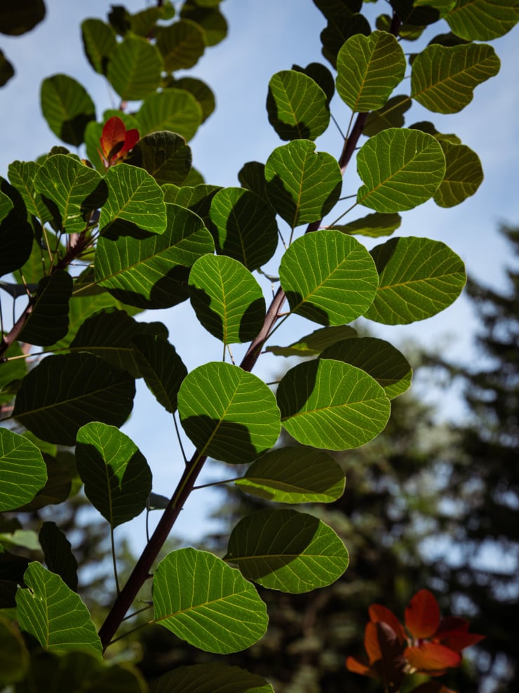 An upward angled shot shows the leaves of a smoke buch and the shadows cast by other leaves, blue sky in the background.