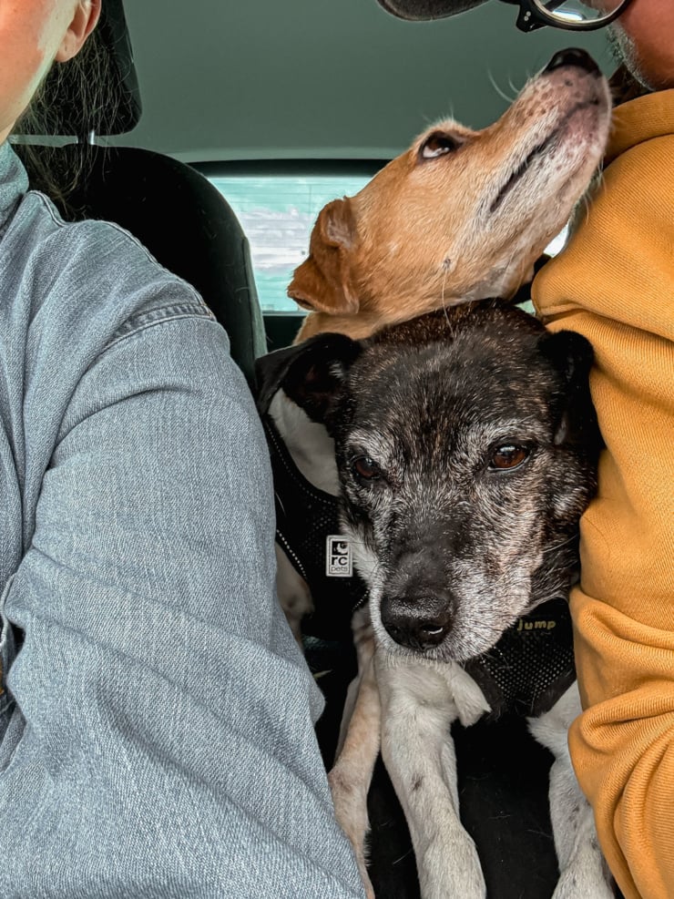 Two dogs squeezed together in the back seat of a car between two people, a tan dog resting its chin on top of a graying brindle-and-white dog's head, both looking toward the camera.