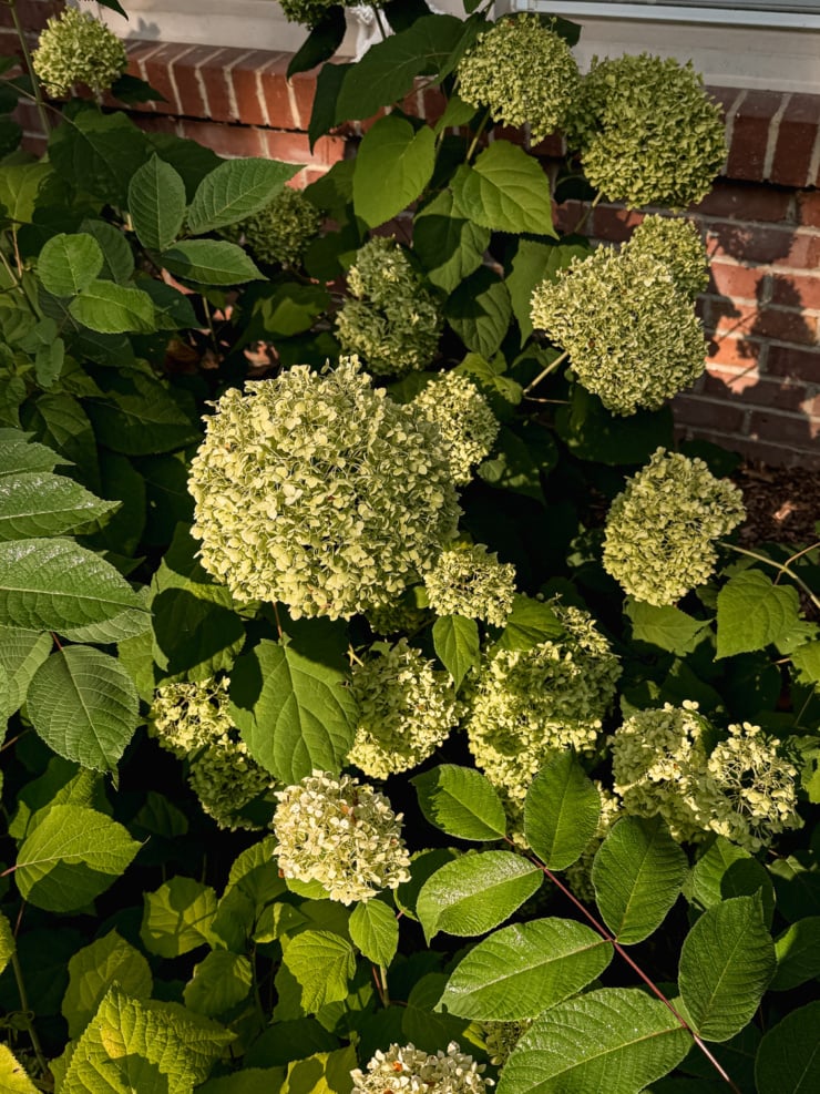 Close-up of pale green and cream hydrangea blossoms clustered on a leafy shrub growing against a brick wall, dappled in morning sunlight.