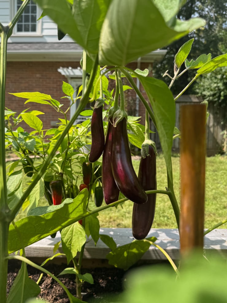 Slender purple Japanese eggplants hanging from a leafy plant in a backyard raised garden bed, with a suburban house and lawn visible in the background.