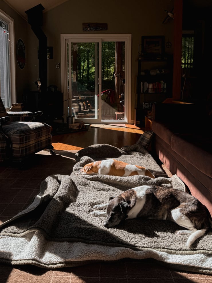 Two dogs, one tan-and-white and one brindle-and-white, curled up asleep on a blanket in a sunbeam on a wood-paneled living room floor, with a sliding glass door and bookshelf in the background.