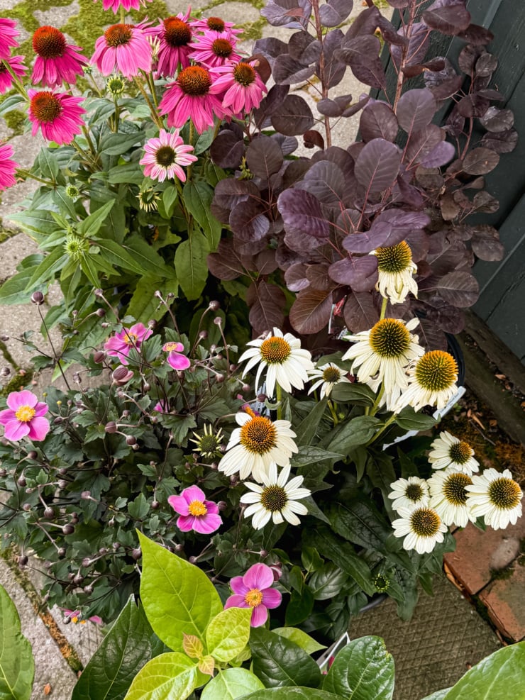 Overhead shot of potted plants featuring pink and white coneflowers, dark purple smoke bush foliage, and magenta Japanese anemones in bloom.