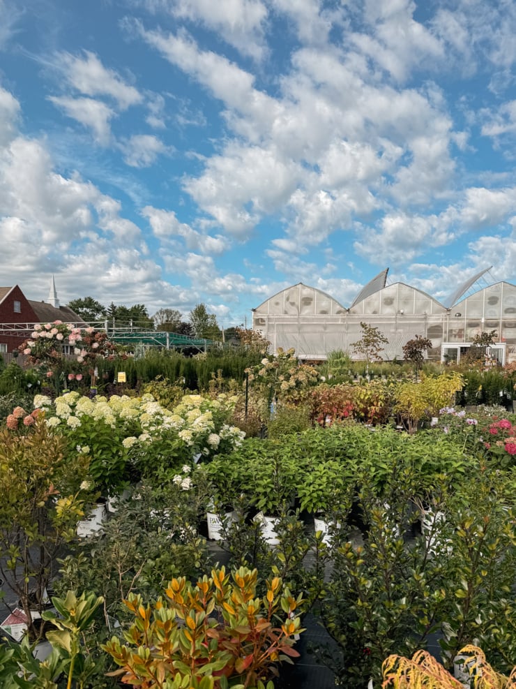 Wide shot of a garden centre nursery under a blue sky with scattered clouds, rows of potted shrubs and hydrangeas in the foreground and greenhouse structures in the background.