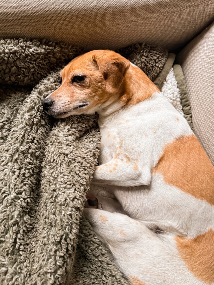 Close-up of a small tan and white dog curled up on a couch, nestled into a sherpa-textured throw blanket.