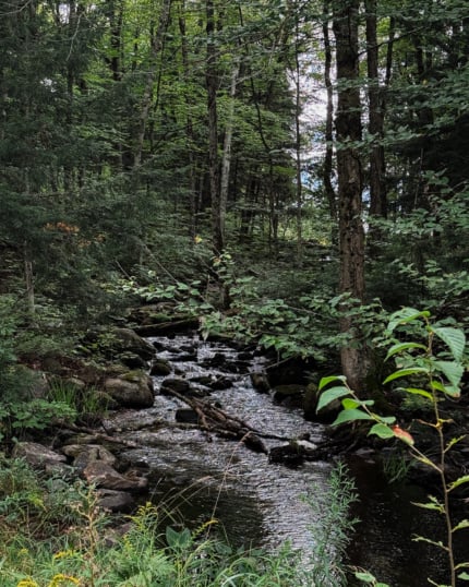 A quiet forest stream running over rocks, surrounded by dense green trees and undergrowth.
