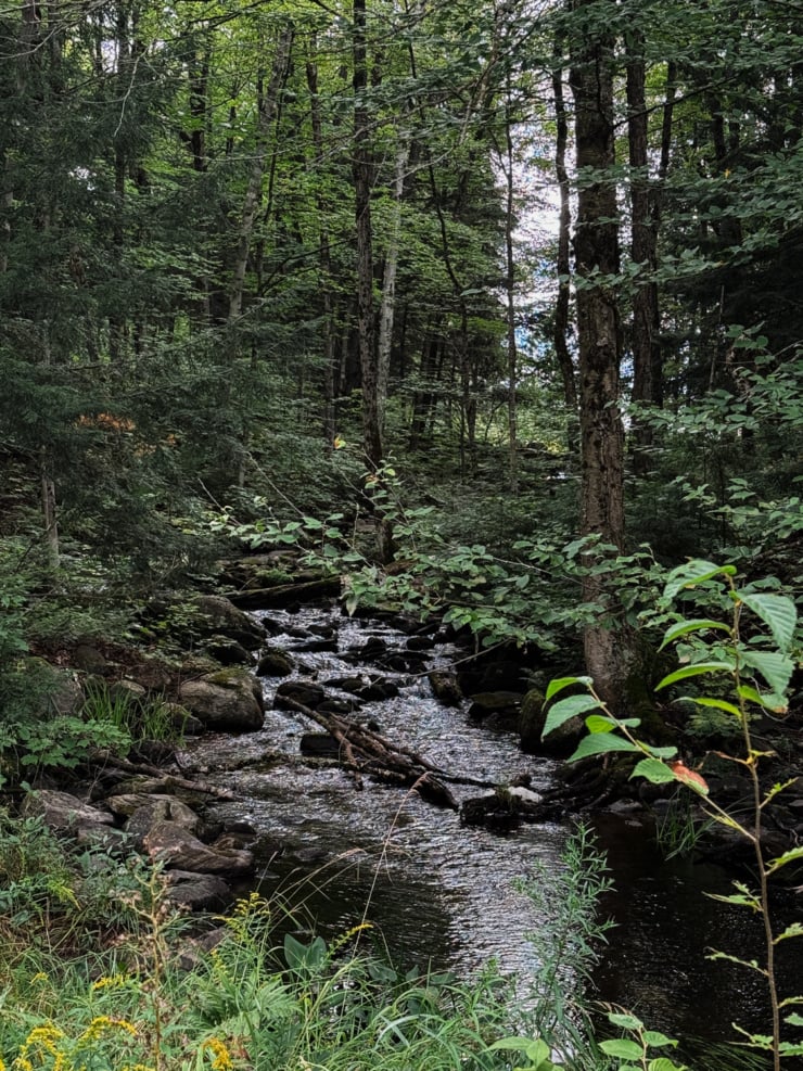 A quiet forest stream running over rocks, surrounded by dense green trees and undergrowth.