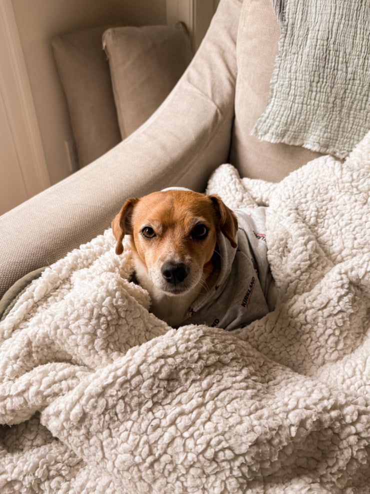 Mickie, a small tan and white dog wearing a grey hoodie, bundled in a cream sherpa blanket on a linen armchair and looking up at the camera.
