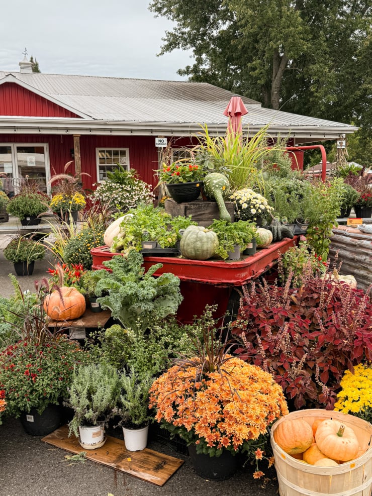 A fall display outside a red barn-style farm market, with potted mums in orange, yellow and red, pumpkins, green gourds, ornamental kale, herbs and deep red coleus arranged around an old red wagon.