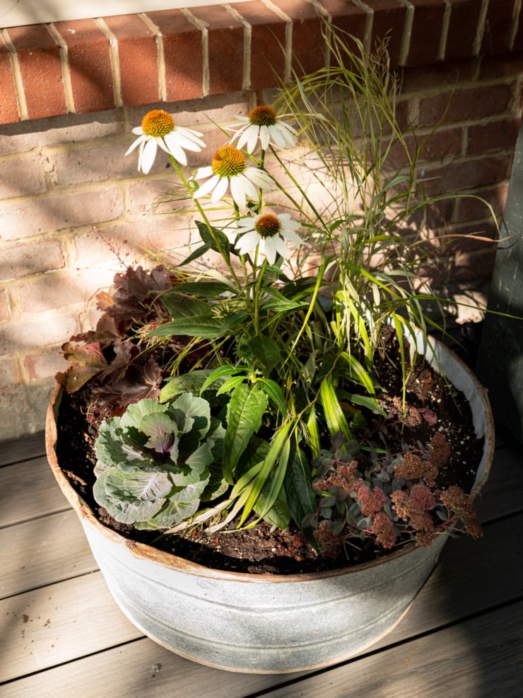 A galvanized metal tub planted with white coneflowers, ornamental grass, ornamental cabbage, dark purple heuchera and rosy sedum, sitting on a wooden porch against a brick wall in afternoon light.
