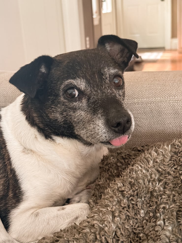 Close-up of Cleo, a black and white senior dog, resting on a couch with her tongue poking out, looking off to the side.