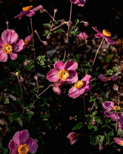 Close-up of pink Japanese anemone flowers with bright magenta centers, backlit against dark shadows in the garden.