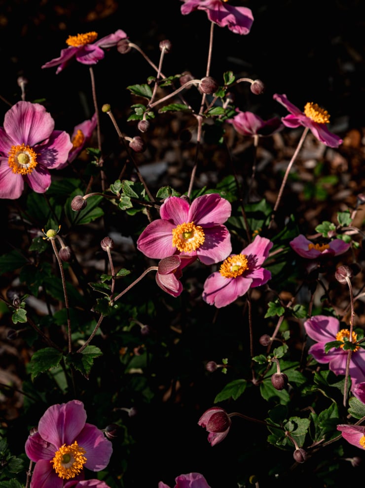 Close-up of pink Japanese anemone flowers with bright magenta centers, backlit against dark shadows in the garden.