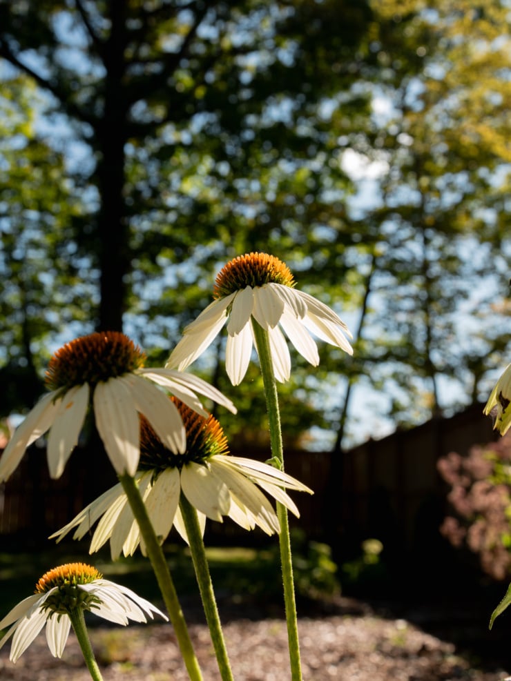 Backlit white coneflowers with orange-brown centers, viewed from below against a blurred backdrop of trees and a garden fence.