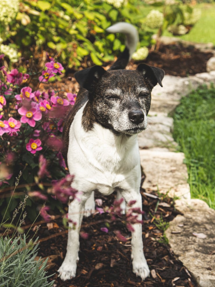 A senior terrier and hound mixed dog stands in the garden with her eyes closed and tail wagging. Magenta anemone flowers are seen to the side as well as lavender in the foreground.