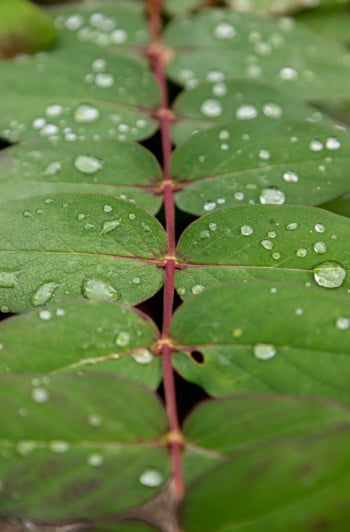 An up close shot shows water droplets on the leaves of a St. John's Wort plant with green leaves and fischia stems.