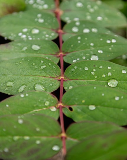An up close shot shows water droplets on the leaves of a St. John's Wort plant with green leaves and fischia stems.