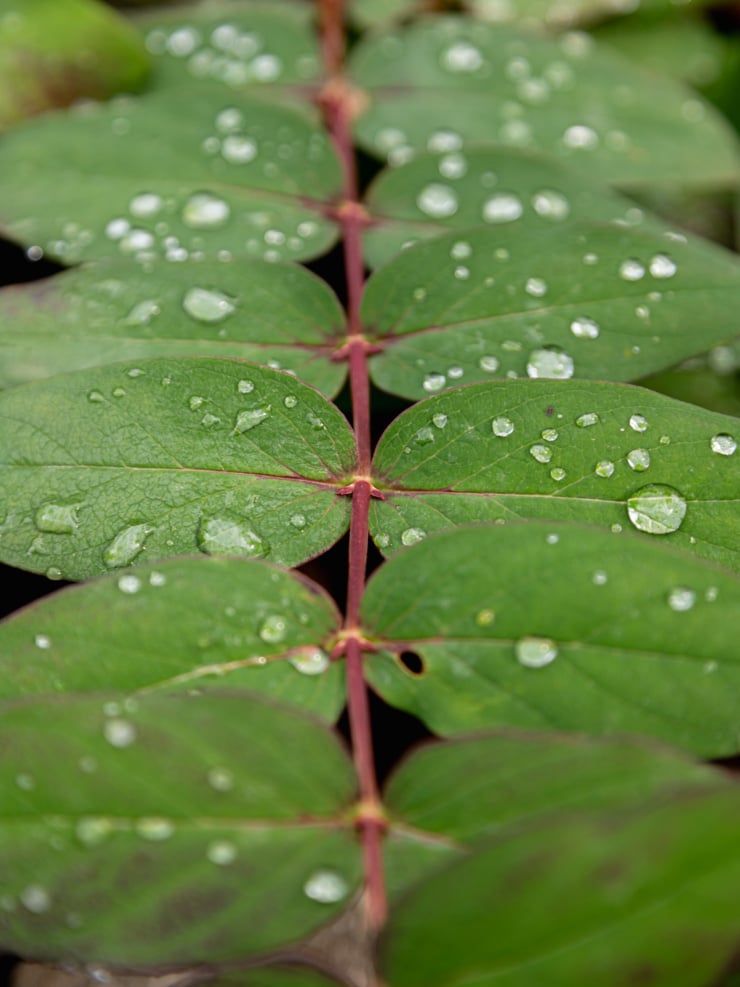 An up close shot shows water droplets on the leaves of a St. John's Wort plant with green leaves and fuchsia stems.