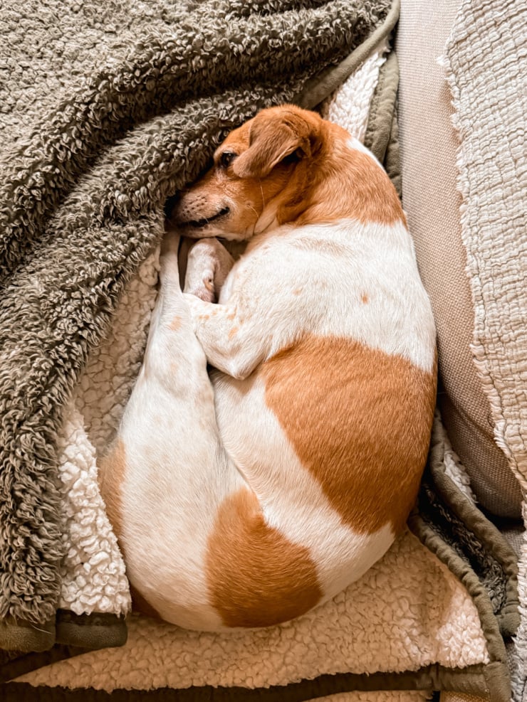 A white and tan dog sleeps curled up on a sherpa blanket, nose tucked under a fuzzy olive green throw.
