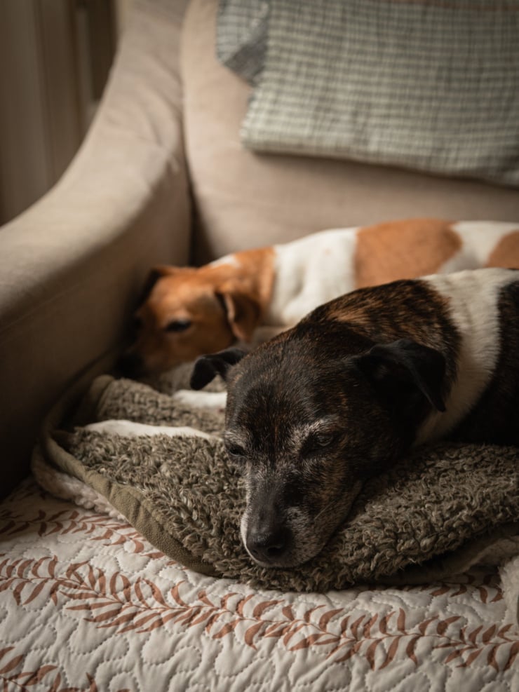 A head-on shot shows two dogs sleeping on a couch covered in different blankets.