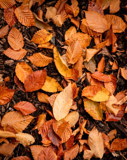An up close overhead shot shows a bunch of fallen leaves, all in shades of gold and orange.