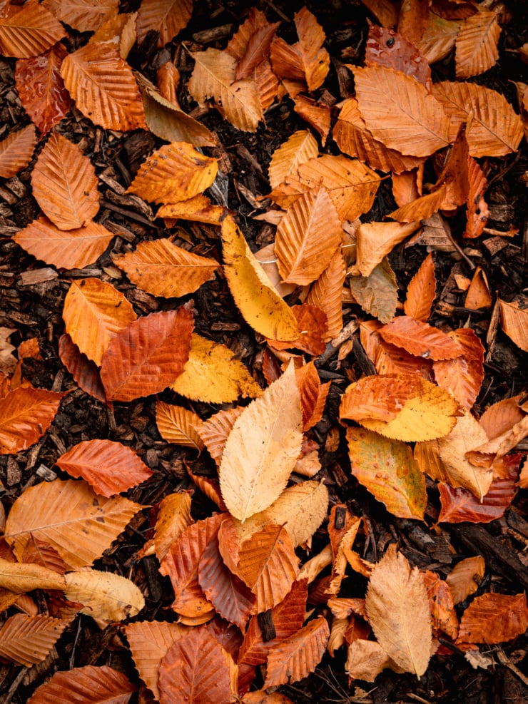 An up close overhead shot shows a bunch of fallen leaves, all in shades of gold and orange.