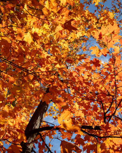 An upward angled shot shows trees covered in golden and orange leaves in bright fall light. The sky is blue and the sun is out.
