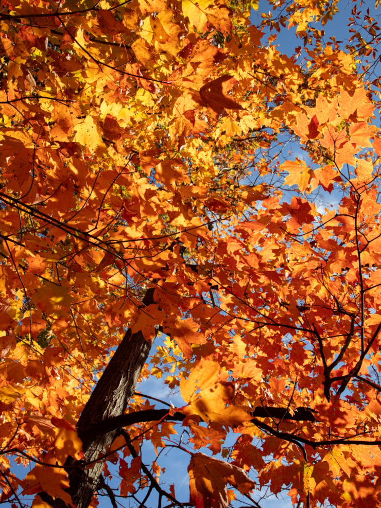 An upward angled shot shows trees covered in golden and orange leaves in bright fall light. The sky is blue and the sun is out.