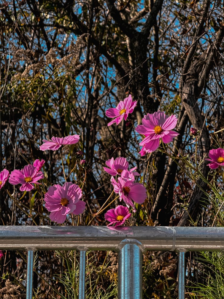 Pink cosmos flowers with yellow centres bloom above a galvanized metal railing, with bare branches and blue sky behind them.